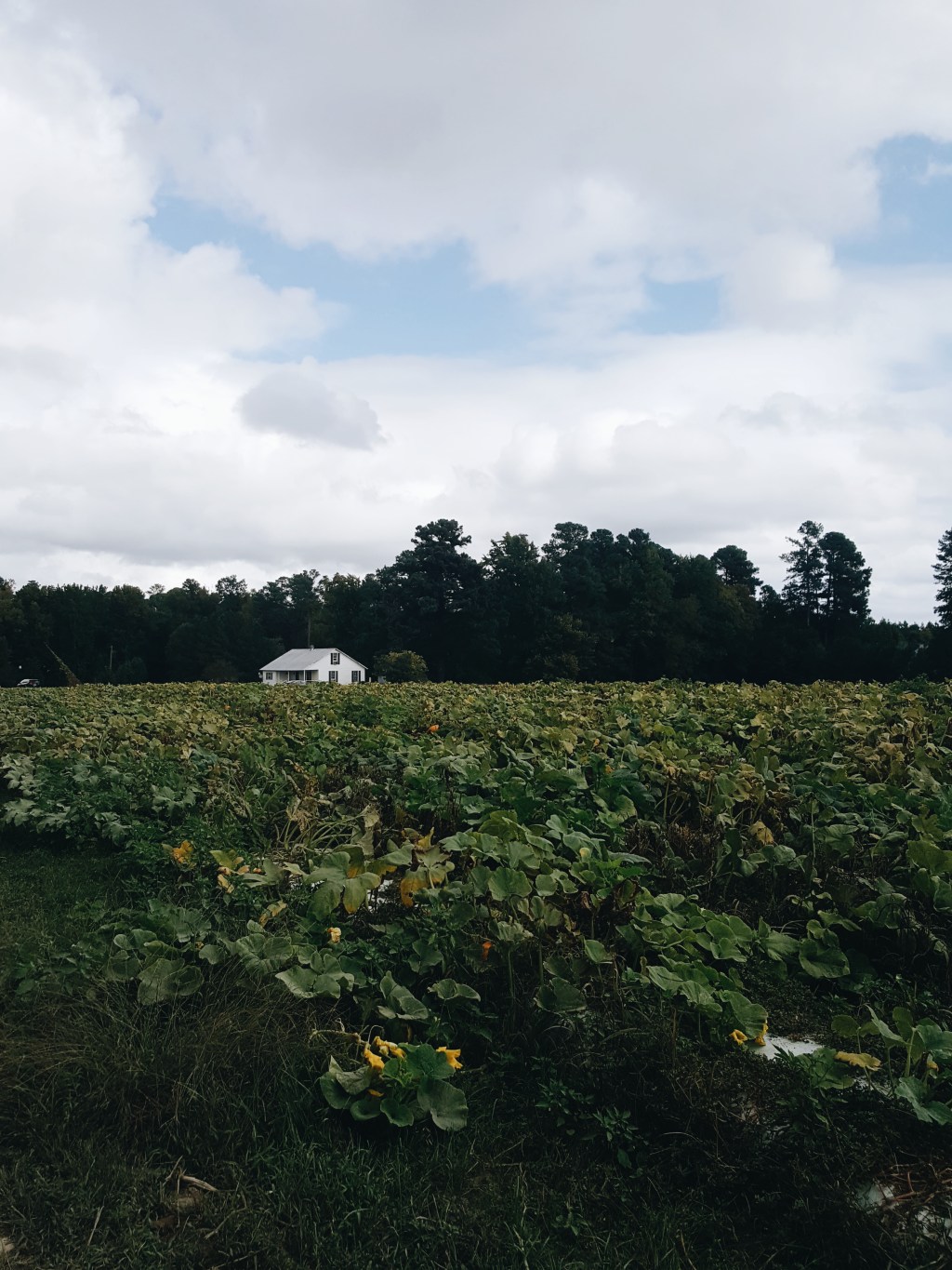 Food Studies Futures and Landscapes